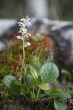 Pyrola rotundifolia