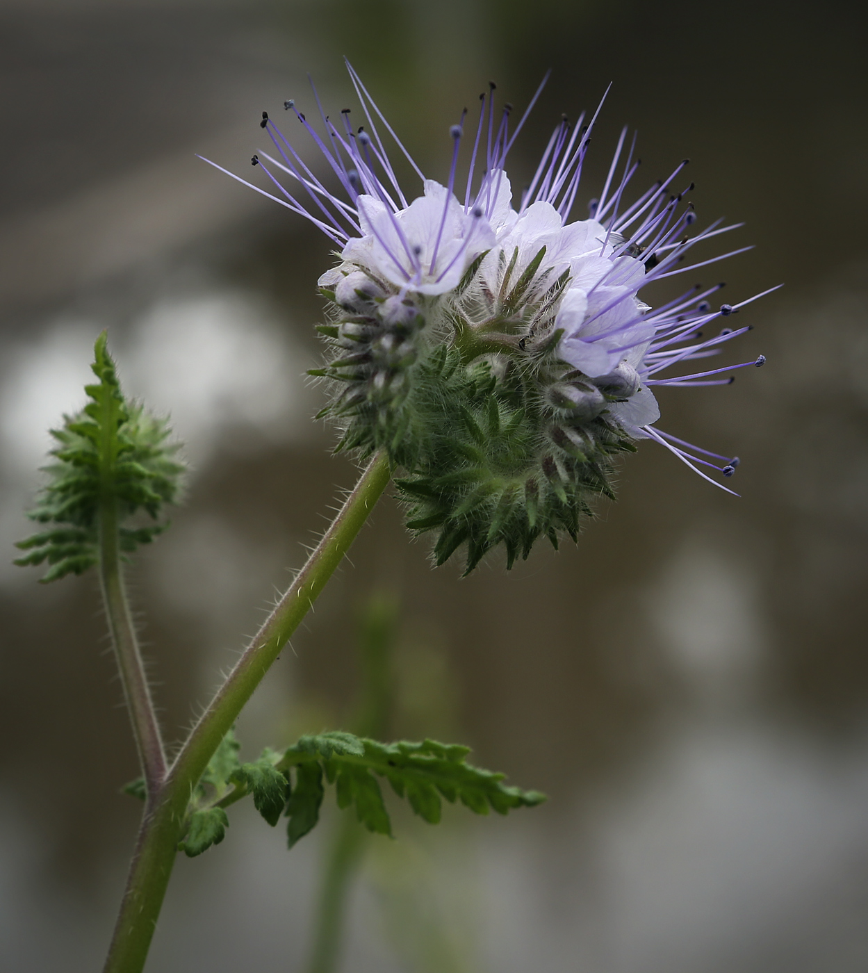 Изображение особи Phacelia tanacetifolia.