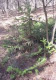 Abies sibirica. Молодые растения в сосновом лесу. Башкортостан, окр. Белорецка, гора Мраткина. Последняя декада апреля.