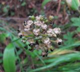 Allium victorialis