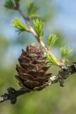 Larix sibirica. Часть ветви со зрелой шишкой. Ленинградская обл., Кировский р-н, окр. дер. Петровщина, луг на известняке. 04.06.2017.