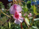 Impatiens glandulifera