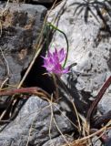 Allium oreophilum