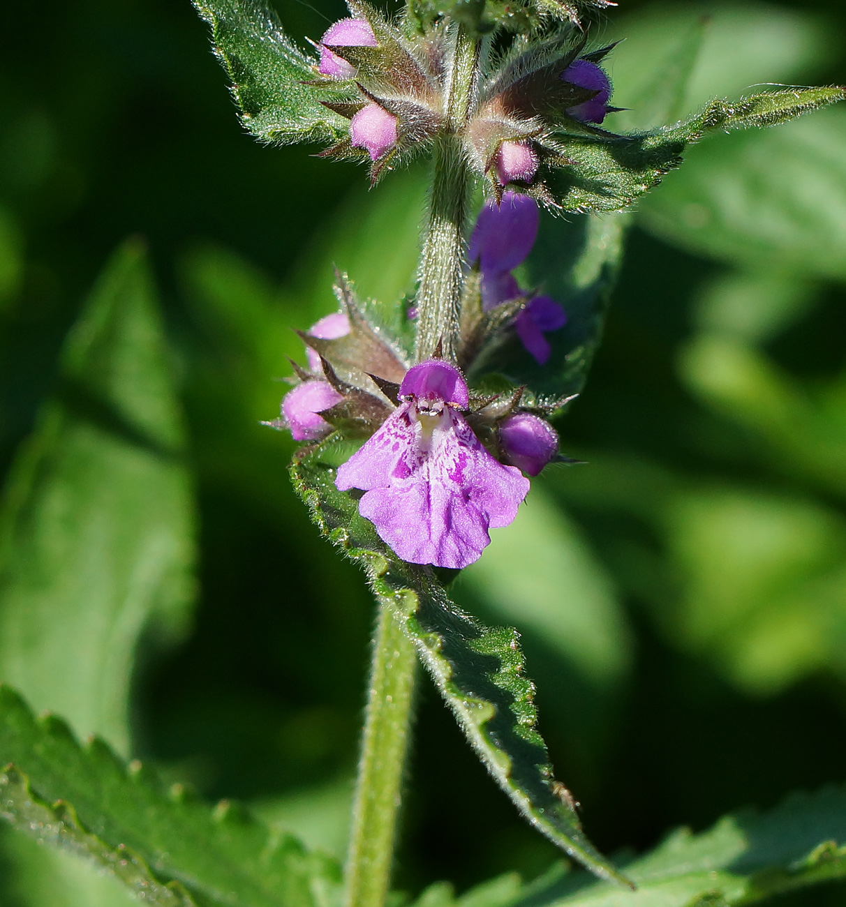 Изображение особи Stachys palustris.