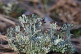 Cladonia cariosa