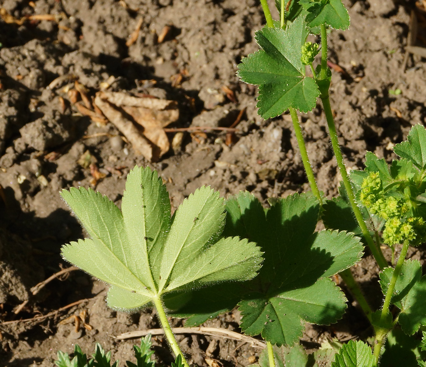 Изображение особи Alchemilla xanthochlora.