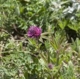 Trifolium alpestre. Верхушка цветущего растения с сидящим кузнечиком. Горный Крым, гора Южная Демерджи. 21.06.2009.