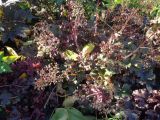 Heuchera &times; hybrida