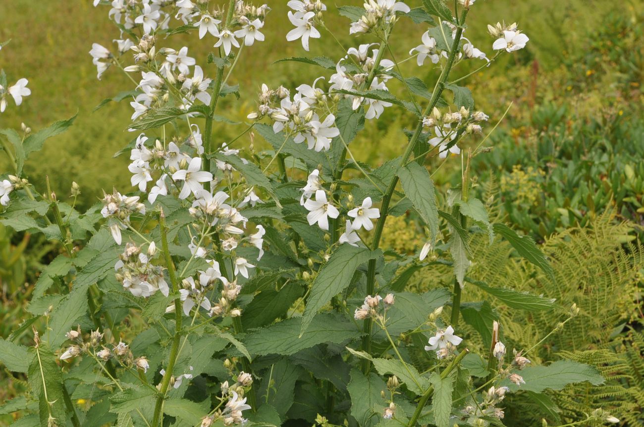 Изображение особи Gadellia lactiflora.