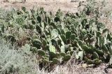 Opuntia humifusa