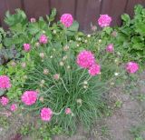 род Armeria