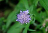 Knautia arvensis