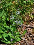 Veronica officinalis