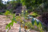 Ricinus communis. Верхушка цветущего и плодоносящего растения. Израиль, г. Ришон-ле-Цион, на берегу водоёма. 14.11.2020.