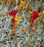 род Anigozanthos. Соцветия с бутонами, цветком и отцветшим цветком (жёлтые соцветия - Chrysocephalum apiculatum). Израиль, Иудейские горы, г. Иерусалим, ботанический сад университета. 15.12.2021.