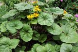 Ligularia dentata. Цветущее растение. Московская обл., Одинцовский р-н, г. Кубинка, цветник. 04.08.2021.