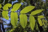 Juglans mandshurica