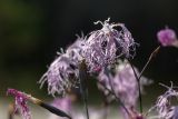 Dianthus superbus