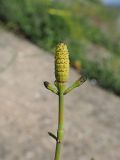 Equisetum ramosissimum