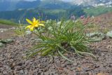 Tragopogon reticulatus. Цветущее растение. Адыгея, Кавказский биосферный заповедник, гора Гузерипль, ≈ 2150 м н.у.м., осыпной склон из ожелезнённого песчаника. 28.06.2023.