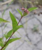 Eupatorium cannabinum