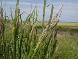 Calamagrostis pseudophragmites. Соцветия и листья. Краснодарский край, Темрюкский р-н, юго-восточный склон горы Дубовый Рынок, приречный луг. 13.05.2017.