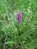 Dactylorhiza incarnata