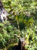 Elodea canadensis