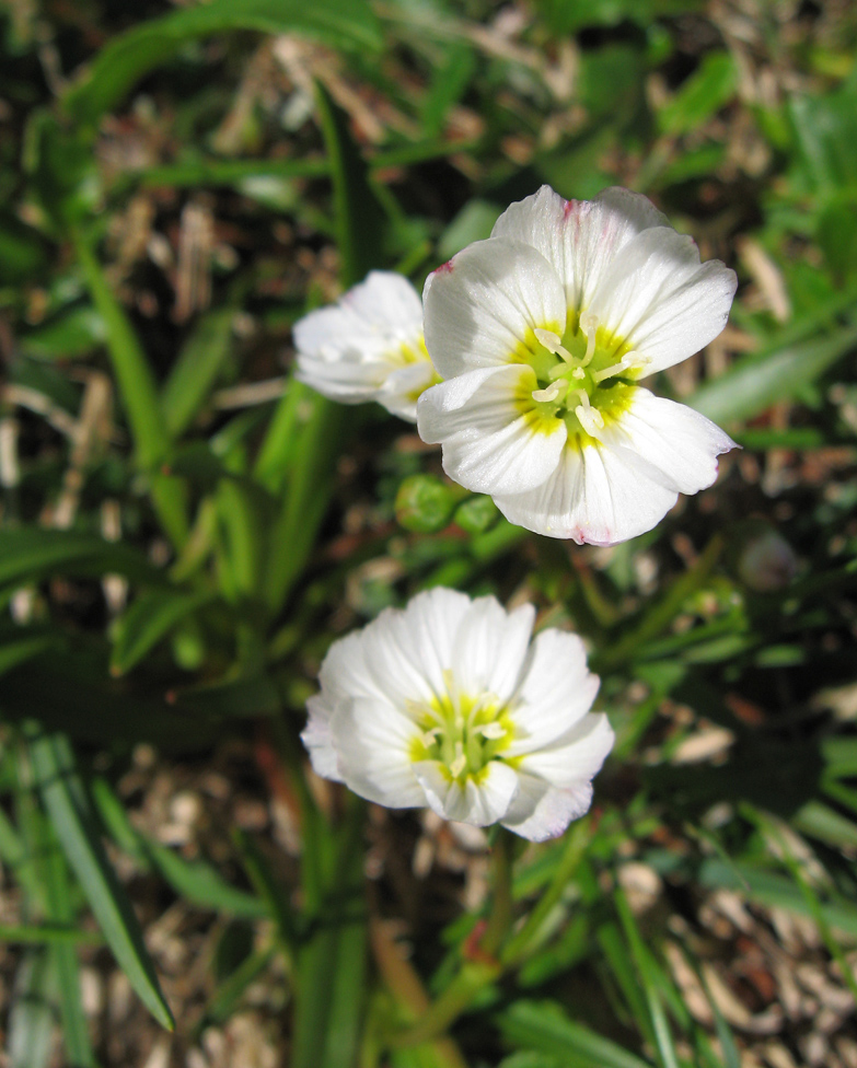 Изображение особи Claytonia eschscholtzii.