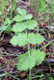 Pimpinella nigra. Лист. Свердловская обл., Первоуральский городской округ, окр. ж.-д. ст. Хрустальная. 12.06.2010.