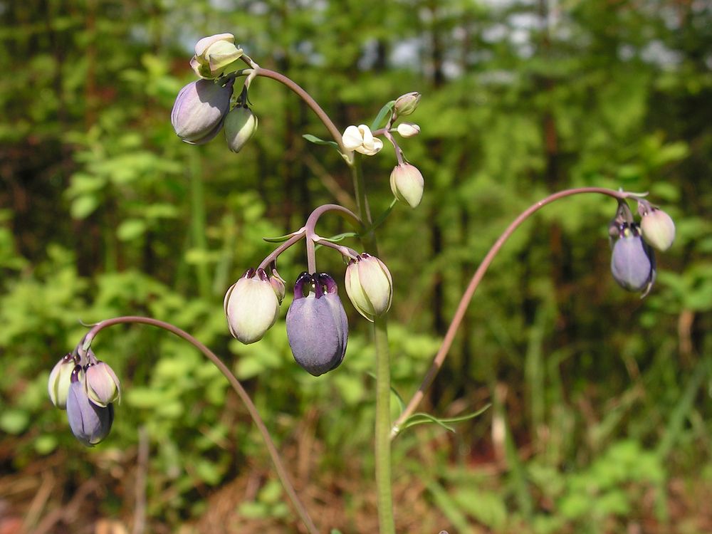 Изображение особи Aquilegia parviflora.