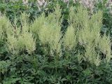 род Astilbe