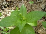 Mercurialis perennis