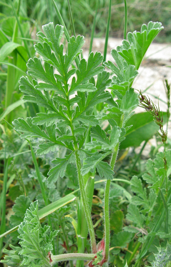 Изображение особи Erodium ciconium.