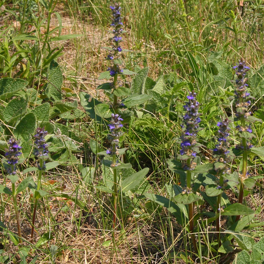 Изображение особи Ajuga genevensis.