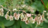 Fallopia dumetorum. Соплодие. Московская обл., г. Королёв, прибрежные заросли у реки Клязьма. 31.08.2013.