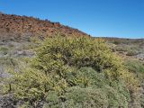 Adenocarpus viscosus. Кустарник в состоянии зимнего покоя. Испания, Канарские о-ва, Тенерифе, национальный парк Тейде, кальдера Лас Каньядас, у скал Roques de Garcia, около 2100 м н.у.м. 10 марта 2008 г.