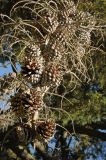 Pinus radiata. Засохшая ветвь с шишками. США, Калифорния, Пойнт Рейес. 24.02.2014.
