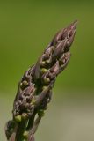 Asparagus officinalis