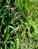 Deschampsia cespitosa. Соцветия. Соловецкие острова, остров Большой Соловецкий. 06.07.2014.