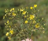 Potentilla multifida. Верхушка плодоносящего и цветущего растения. Амурская обл., г. Благовещенск, пустырь. 27.09.2014.