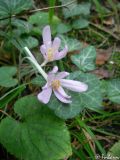 Colchicum umbrosum