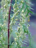 Artemisia gmelinii