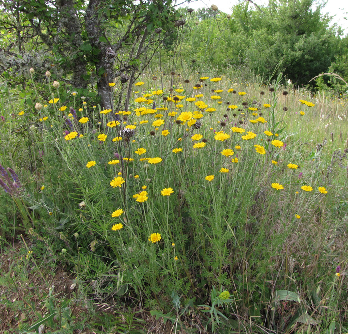 Изображение особи Anthemis tinctoria.