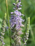 Veronica longifolia. Фрагмент соцветия. Лужский р-н Ленинградской обл., середина июня.