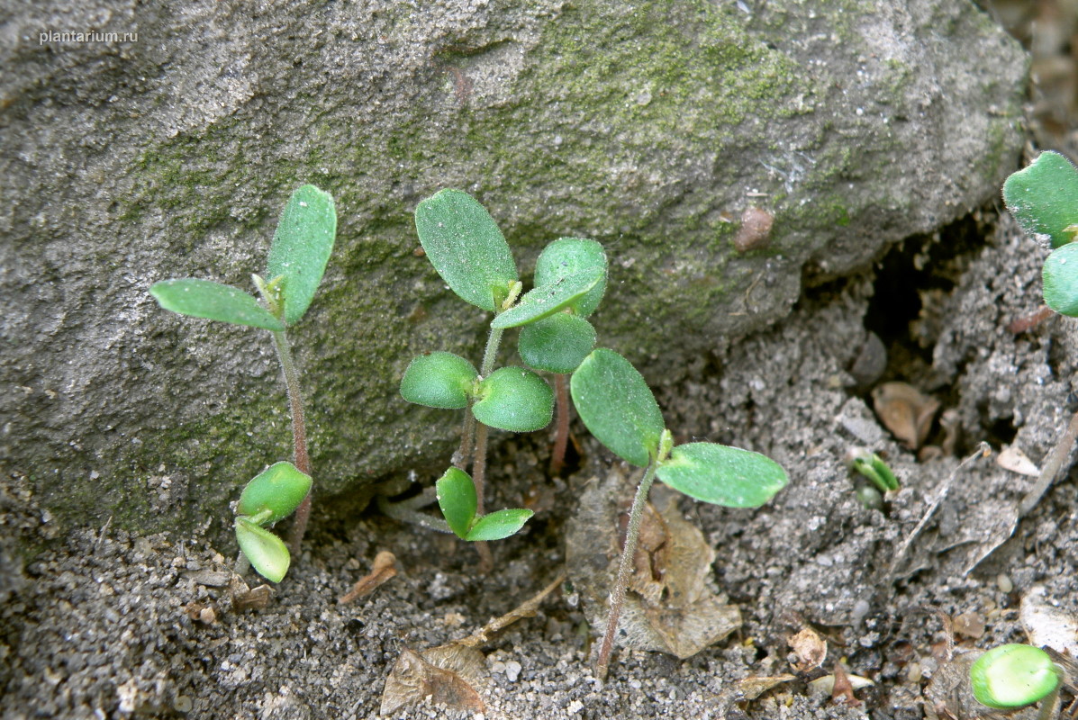 Изображение особи Ulmus pumila.