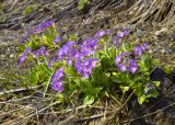 Primula auriculata. Первоцвет ушковатый (Primula auriculata). Приэльбрусье, восточный склон горы Чегет, рядом с ручьём. 21 мая 2008 г.