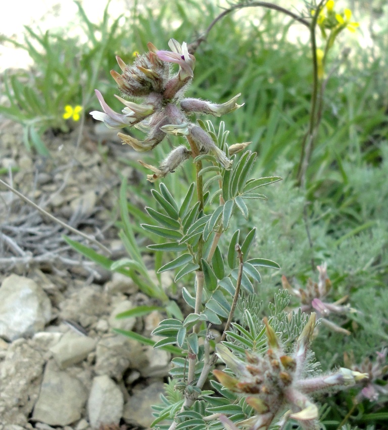 Изображение особи Astragalus pendulinus.