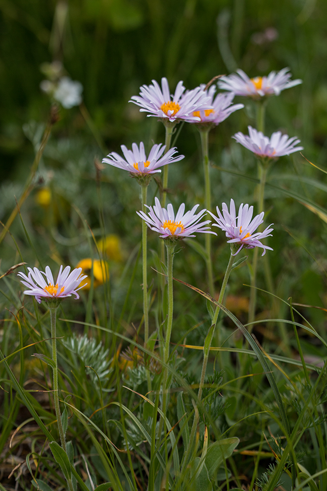 Изображение особи Aster alpinus.