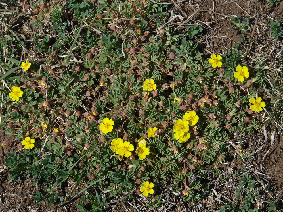 Изображение особи Potentilla acaulis.